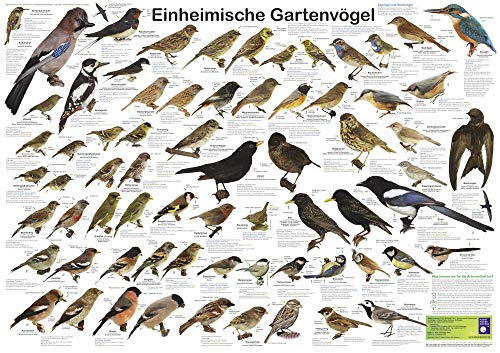 Poster: Einheimische Gartenvögel