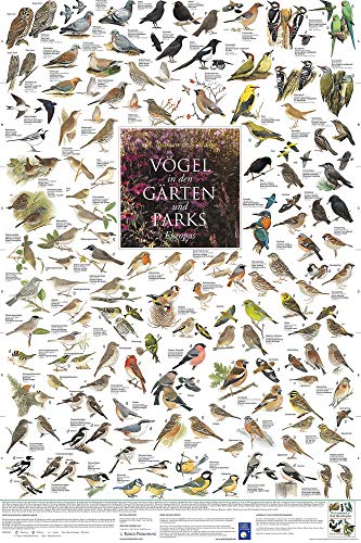 Poster: Vögel in den Gärten und Parks Europas