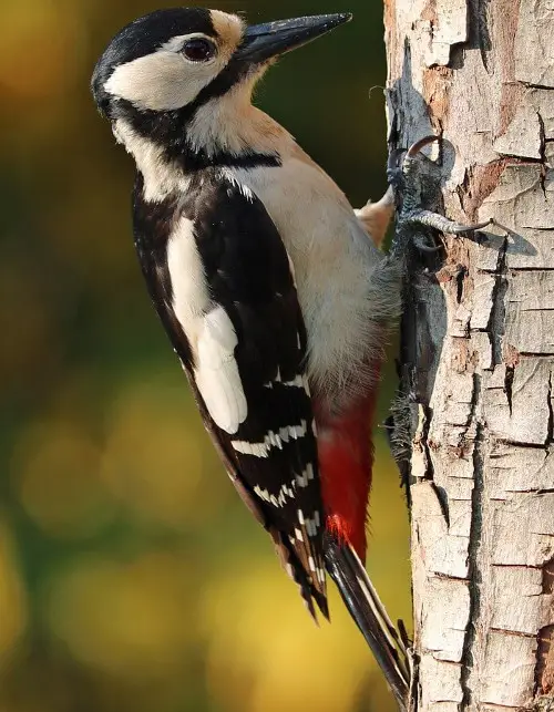 Buntspecht auf einem Baum