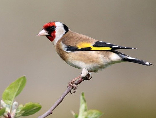 Einheimische Vogelarten: Der Stieglitz