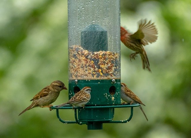 Futtersäule als Futterstation für Vögel