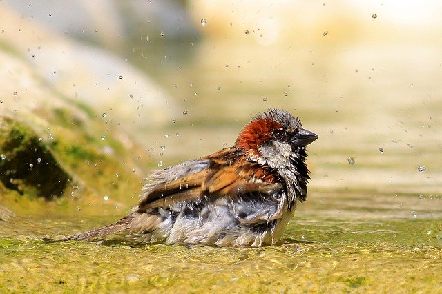 CLGarden Vogeltränke VGT4 Vogelbad Vogel Tränke Bad mit Zwei Vögeln auf der Wasserschale 