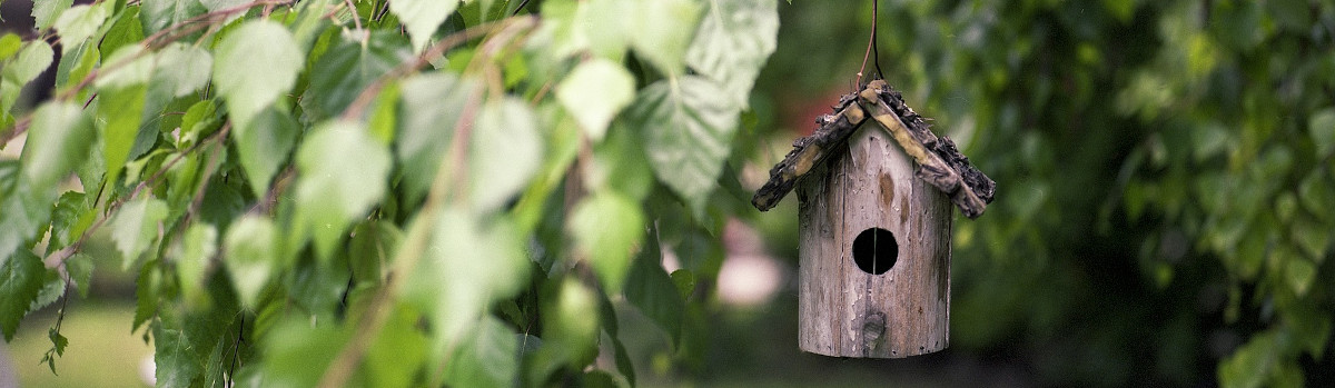 Vogelbeobachtung im Garten dank Vogelhaus