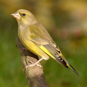 Einheimische Vogelarten Die häufigsten heimischen Vögel im Porträt