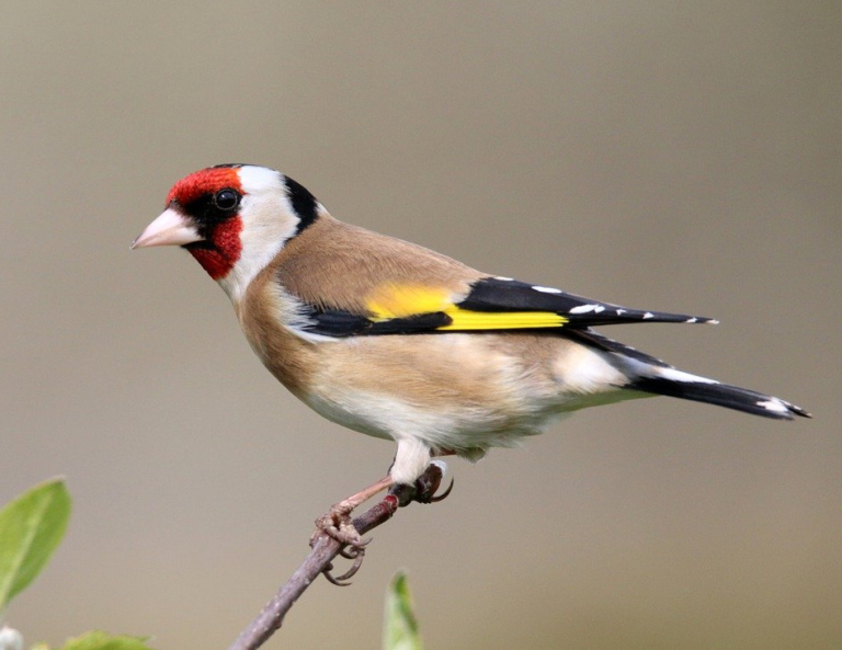 Der Stieglitz (Distelfink) Steckbrief eines heimischen Vogels