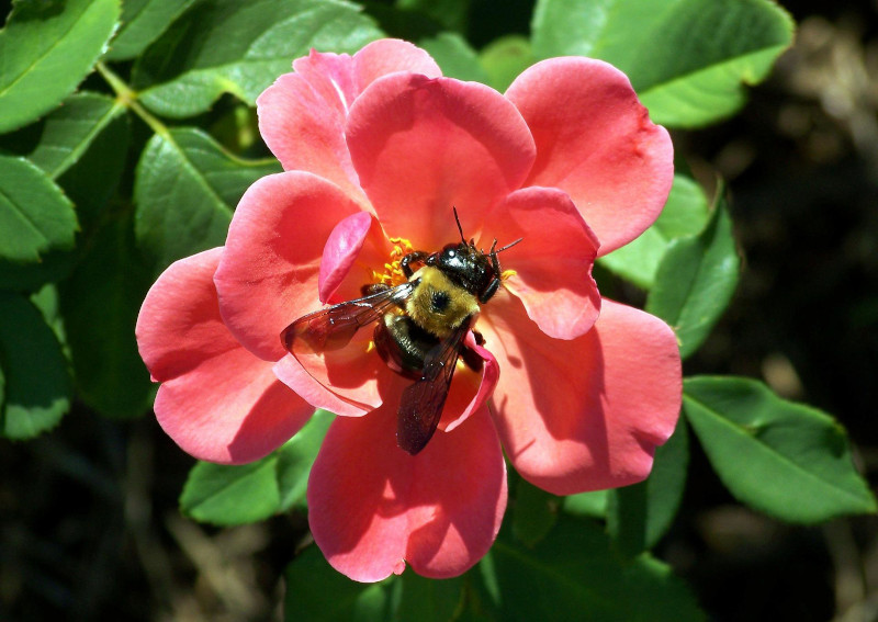 Ungefüllte heimische Blüten sind optimal für Insekten