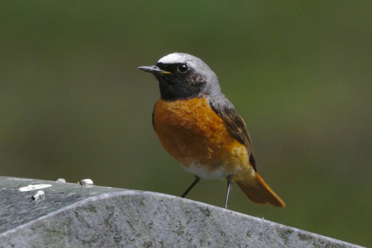 Der Gartenrotschwanz Steckbrief eines heimischen Vogels