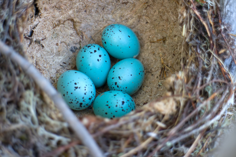 Nest und Eier der Singdrossel