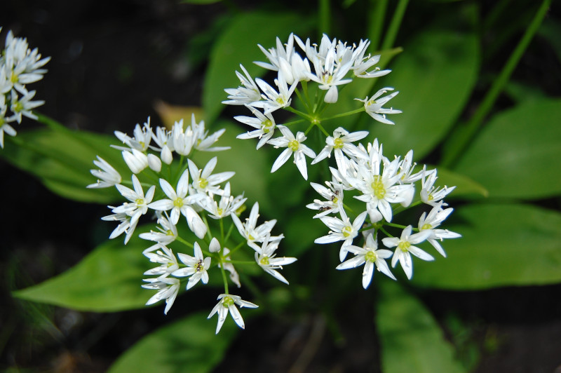 Bärlauch (Allium ursinum) - Heimische Waldblume
