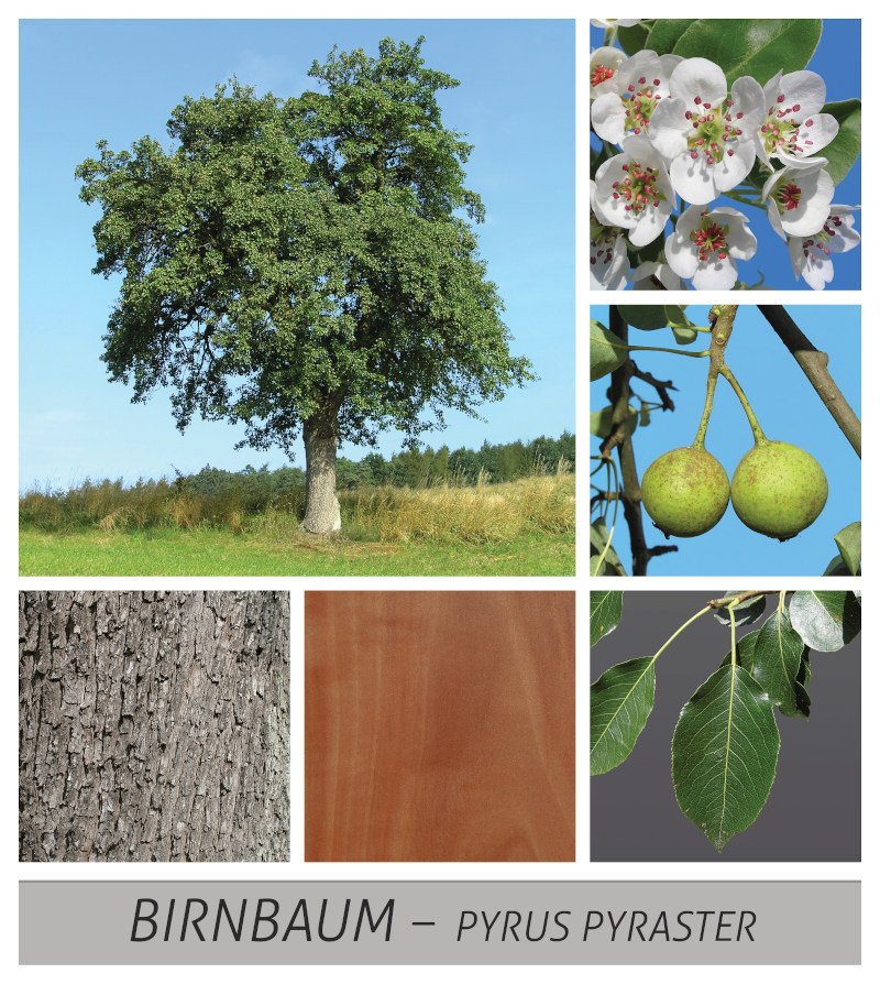 Birnbaum - Heimische Wildpflanze