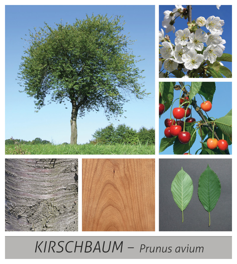 Kirschbaum: Heimischer Obstbaum