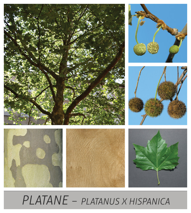 Platane: Heimische Samenpflanze