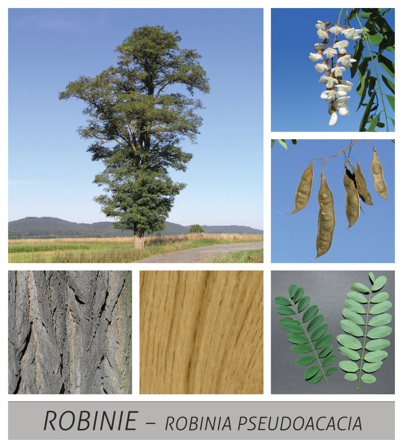 Robinie - Mittlerweile wild wachsender Baum