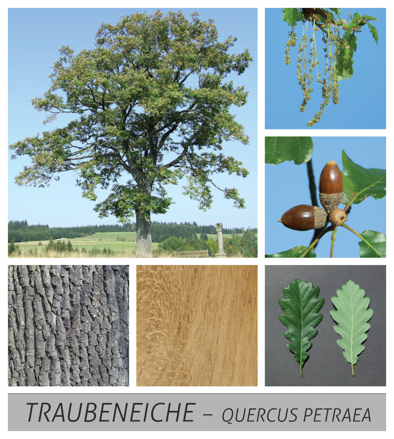 Traubeneiche - heimischer Baum in Deutschland