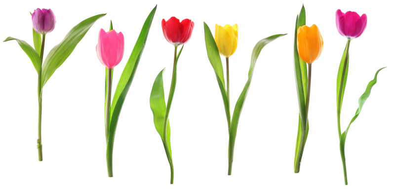Tulpen sind typische Beispiele für Blumen hier mit jeweils einer Blüte