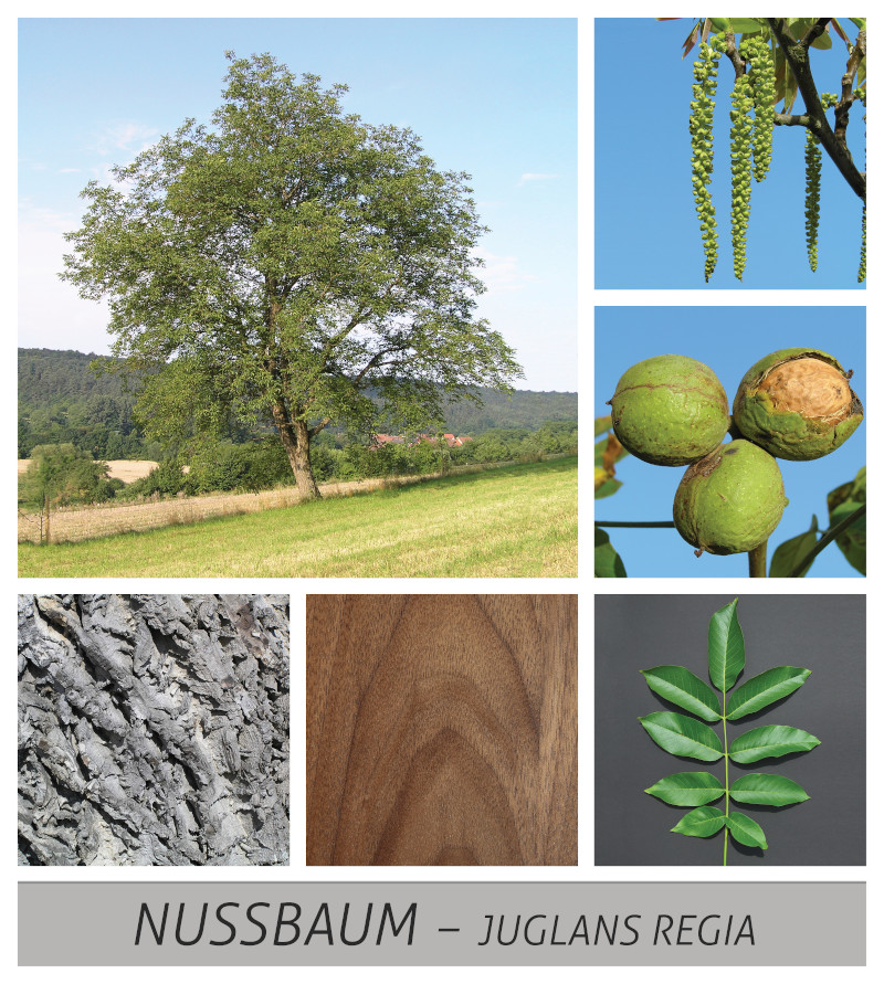 Walnussbaum: Ein bekannter Baum in Deutschland