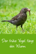 Lebensweisheiten, Zitate und Sprüche über Vögel