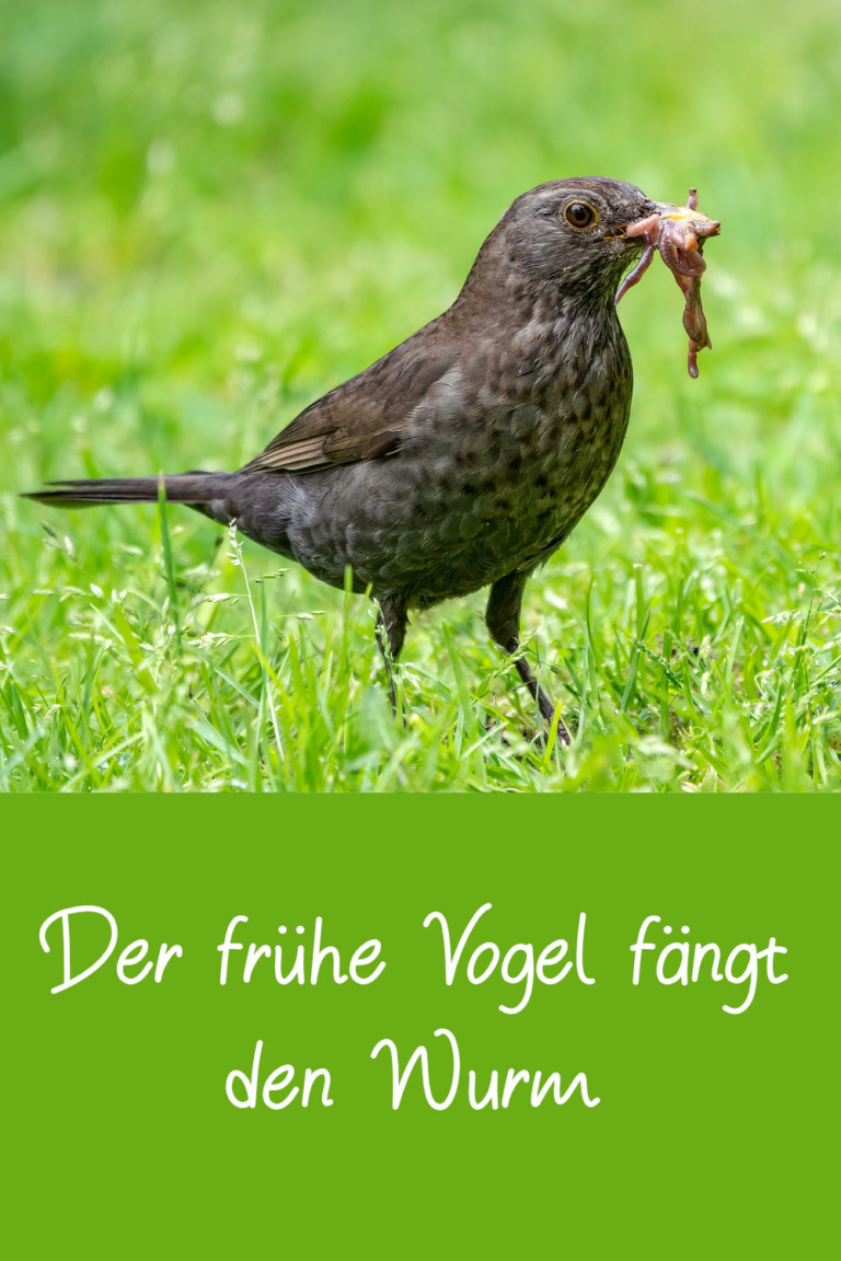 Lebensweisheiten, Zitate und Sprüche über Vögel