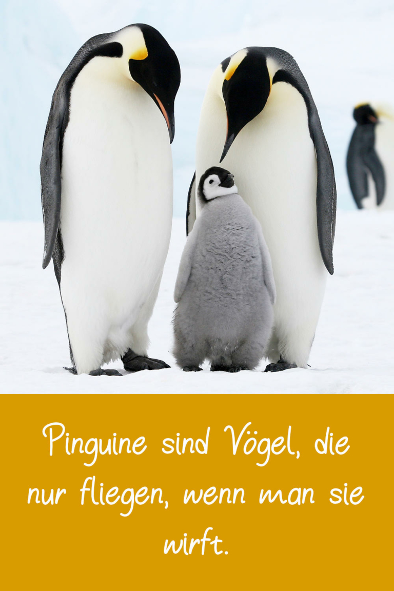 Lebensweisheiten, Zitate und Sprüche über Vögel