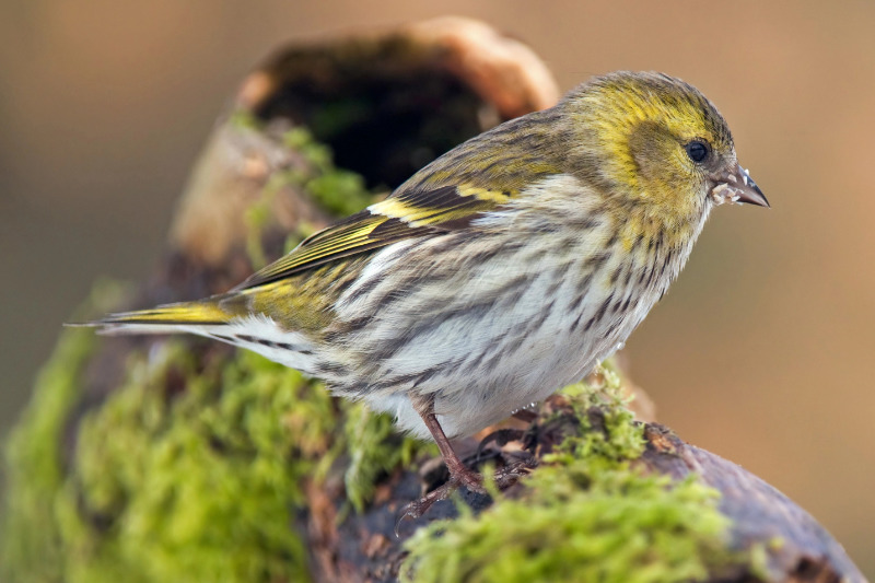 Erlenzeisige lassen sich in Deutschland ganzjährig beobachten