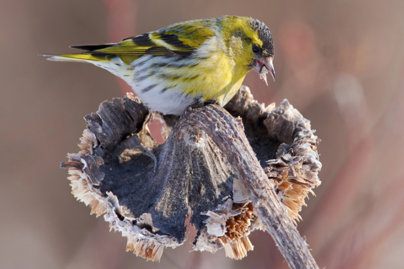 Fressverhalten des Erlenzeisigs