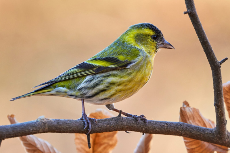 Männlicher Erlenzeisig