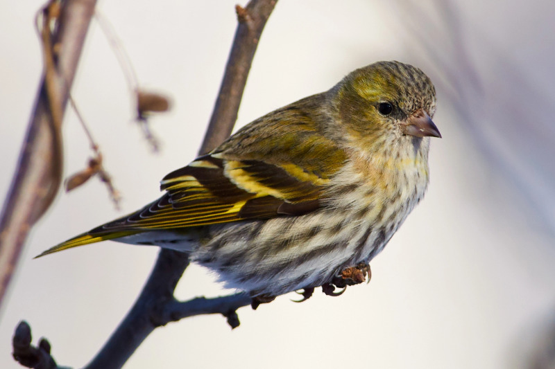 Weiblicher Erlenzeisig