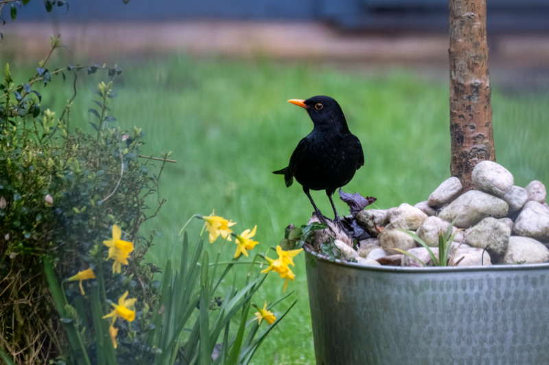 Vogelbeobachtung im Garten: Beobachtungsplatz gestalten und Vögel anlocken